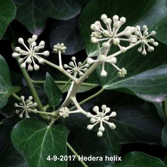 Hedera helix