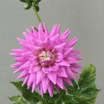 Dahlia 'Worton Blue Streak' - Dahlia