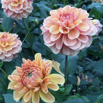 Dahlia 'Blah Blah Blah'