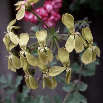 Pelargonium gibbosum