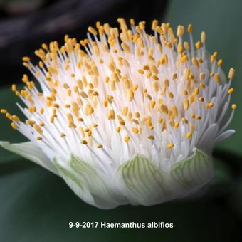 Haemanthus albiflos