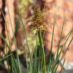 Kniphofia 'Orange Vanilla POPSICLE' - Vuurpijl, Fakkellelie - Kniphofia 'Orange Vanilla POPSICLE'