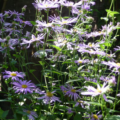 Aster - Aster x frikartii 'Mönch'