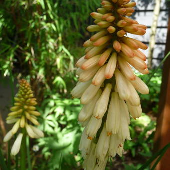 Kniphofia 'Orange Vanilla POPSICLE'