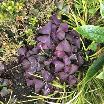 Oxalis triangularis