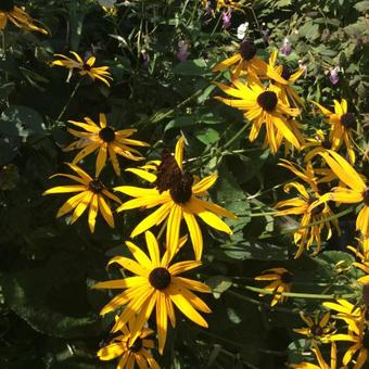 Rudbeckia fulgida var. sullivantii 'Goldsturm'