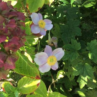 Anemone hupehensis 'September Charm'