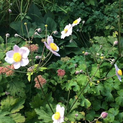 Herfstanemoon of Japanse anemoon - Anemone hupehensis 'September Charm'