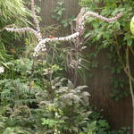 Actaea 'Queen of Sheba' - Christoffelkruid