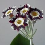 Primula auricula 'Alois' - Sleutelbloem