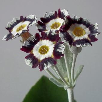 Primula auricula 'Alois'