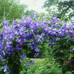 Clematis 'Perle d'Azur' - Bosrank