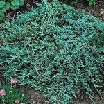 Juniperus horizontalis 'Icee Blue' - Kruipende jeneverbes