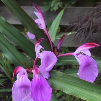 Roscoea purpurea 'Spice Island'