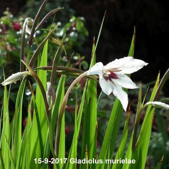 Gladiolus murielae