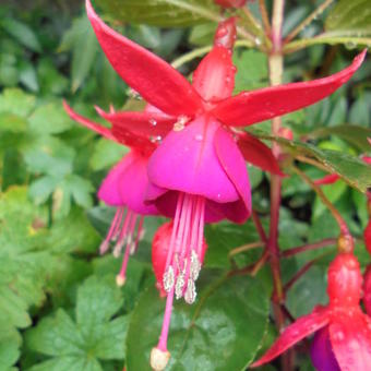 Fuchsia 'Charming'