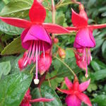 Fuchsia 'Charming' - Bellenplant