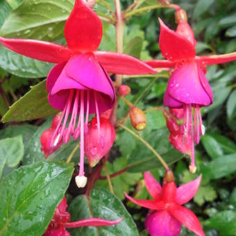 Fuchsia 'Charming'