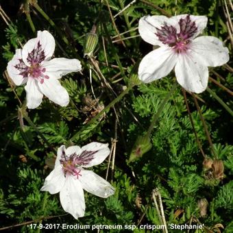 Erodium petraeum ssp. crispum 'Stephanie'