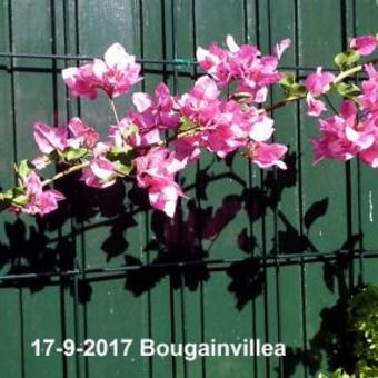 Bougainvillea