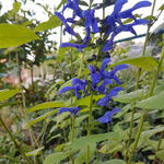 Salvia guaranitica 'Super Trooper' - Salie