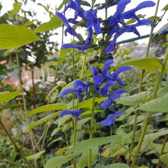 Salvia guaranitica 'Super Trooper'