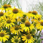 Echinacea SUNSEEKERS 'Yellow' - Rode zonnehoed