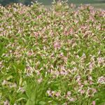 Nicotiana tabacum - Gewone tabaksplant