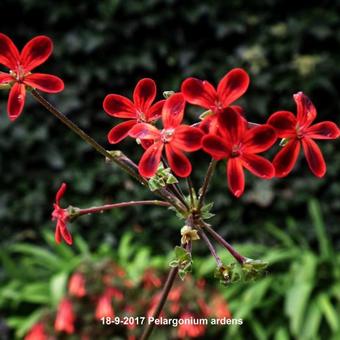 Pelargonium ardens