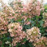 Hydrangea paniculata 'Kyushu' - Hortensia, Pluimhortensia