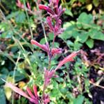 Agastache 'Fleur' - Anijsplant, Dropplant