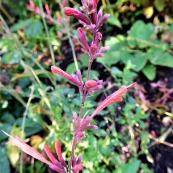 Agastache 'Fleur'