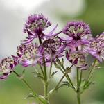 Zeeuws knoopje - Astrantia major 'Star of Beauty'