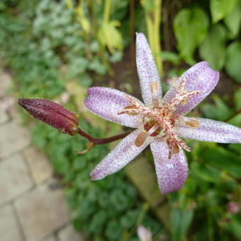 Tricyrtis ravenii