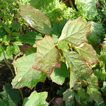 Hydrangea quercifolia 'Amethyst'