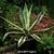 Agave