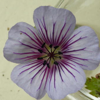 Geranium wallichianum 'Crystal Lake'