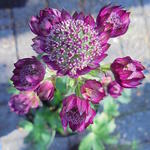 Zeeuws knoopje - Astrantia major 'Rubra'