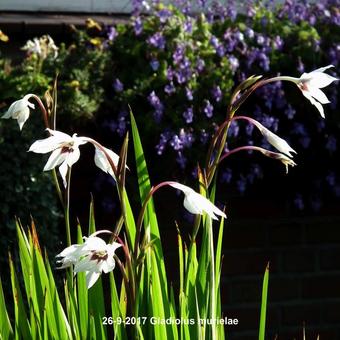 Gladiolus murielae