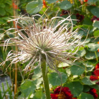 Pulsatilla vulgaris