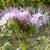 Phacelia tanacetifolia