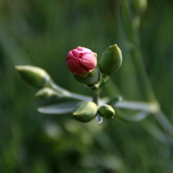 Dianthus plumarius 'Doris'