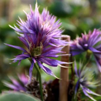 Clematis 'Multi Blue'