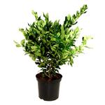 Ligustrum lucidum - Chinese liguster