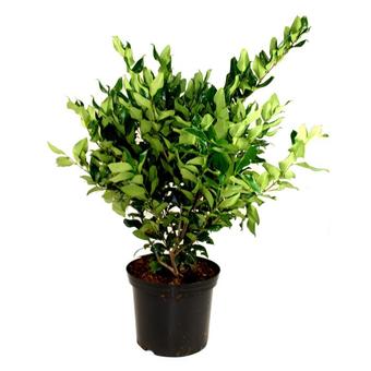 Ligustrum lucidum