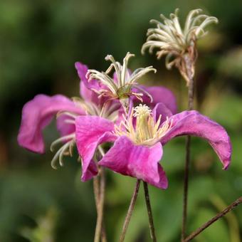 Clematis 'Inspiration'