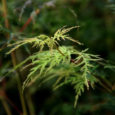 Japanse esdoorn - Acer palmatum 'Emerald Lace'