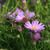 Aster dumosus 'Herbstgruss von Bresserhof'