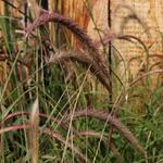 Pennisetum advena 'Sky Rocket' - Lampenpoetsersgras