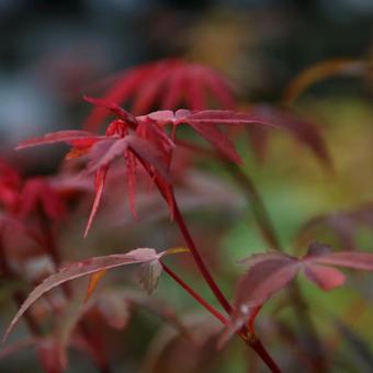 Acer palmatum 'Skeeter's Broom'